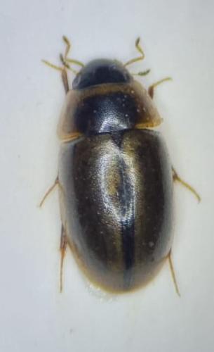 Enochrus coarctatus